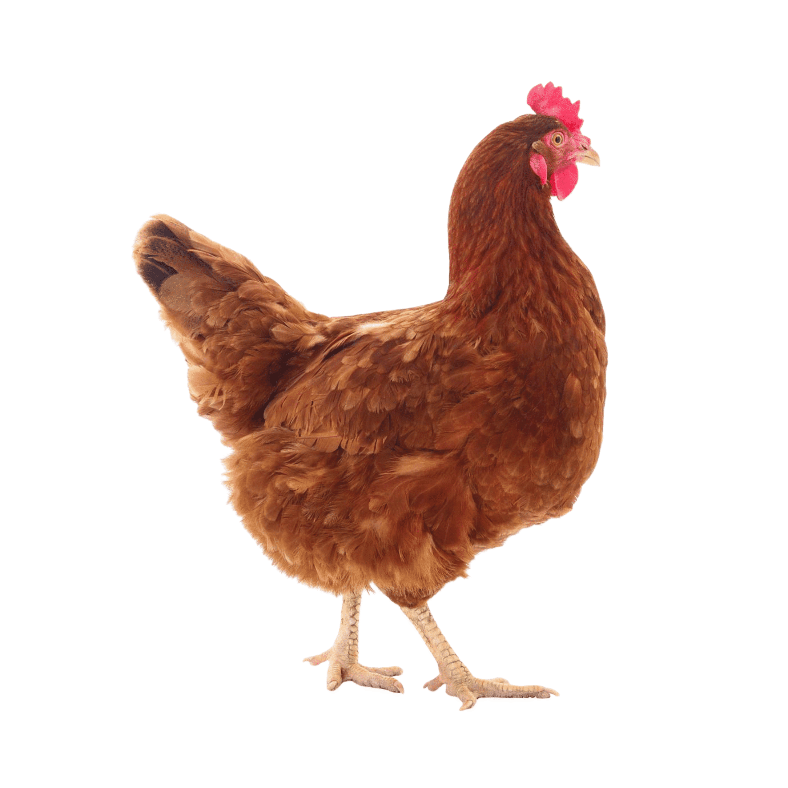 Nadan (Desi) Chicken