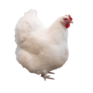 Saudi Chicken